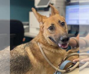 German Shepherd Dog-Unknown Mix Dogs for adoption in Camarillo, CA, USA