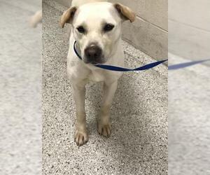 Labrador Retriever-Unknown Mix Dogs for adoption in Conroe, TX, USA
