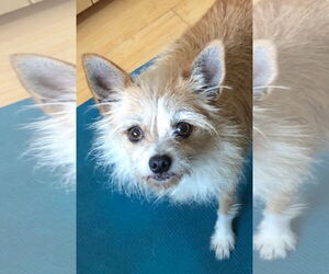 Cairn Terrier-Unknown Mix Dogs for adoption in Newport Beach, CA, USA