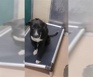 Borador Dogs for adoption in Texas City, TX, USA