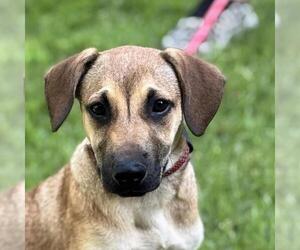 Labrador Retriever-Retriever Mix Dogs for adoption in Yardley, PA, USA