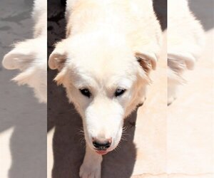 Great Pyrenees-Unknown Mix Dogs for adoption in Cedar Crest, NM, USA