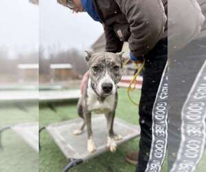Feist Terrier-Unknown Mix Dogs for adoption in garner, NC, USA