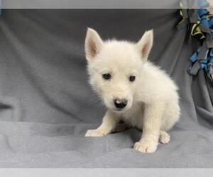 Siberian Husky Dogs for adoption in HESPERIA, CA, USA