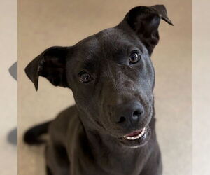 Mutt Dogs for adoption in Jefferson, WI, USA