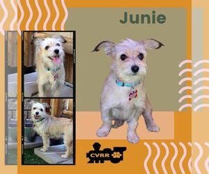 Mutt Dogs for adoption in Lindsay, CA, USA