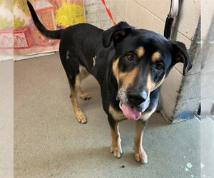 Rottweiler-Unknown Mix Dogs for adoption in San Bernardino, CA, USA