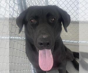 Labrador Retriever Dogs for adoption in Bakersfield, CA, USA