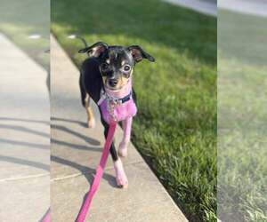 Chihuahua-Unknown Mix Dogs for adoption in Visalia, CA, USA