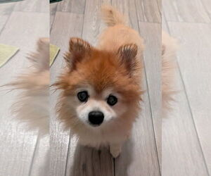 Pomeranian Dogs for adoption in Sanford, FL, USA