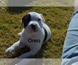 American Staffordshire Terrier-Collie Mix Dogs for adoption in Dallas, TX, USA