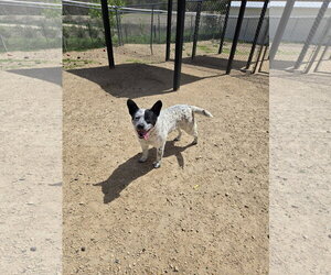 Mutt Dogs for adoption in Maquoketa, IA, USA
