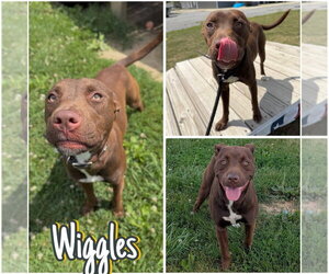 American Staffordshire Terrier-Labrador Retriever Mix Dogs for adoption in Pierceton , IN, USA
