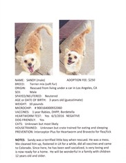 Medium Photo #1 Mutt Puppy For Sale in wellington, CO, USA