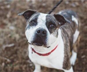 American Pit Bull Terrier-Unknown Mix Dogs for adoption in Atlanta, GA, USA