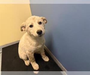 Siberian Husky-Unknown Mix Dogs for adoption in Orange, CA, USA