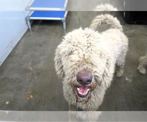 Goldendoodle Dogs for adoption in Orange, CA, USA