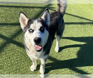 Siberian Husky-Unknown Mix Dogs for adoption in Grand Prairie, TX, USA