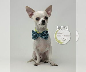 Chihuahua Dogs for adoption in Benton, LA, USA