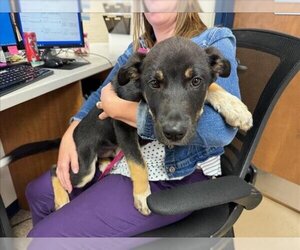 German Shepherd Dog-Unknown Mix Dogs for adoption in Fort Wayne, IN, USA