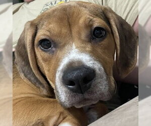 Mutt Dogs for adoption in Pleasanton, CA, USA