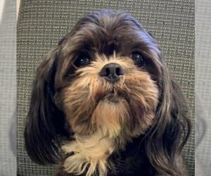 Cava-Tzu Dogs for adoption in Blakeslee, PA, USA