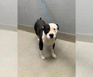 Mutt Dogs for adoption in Las Vegas, NV, USA