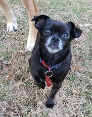 Chug Dogs for adoption in Richardson, TX, USA