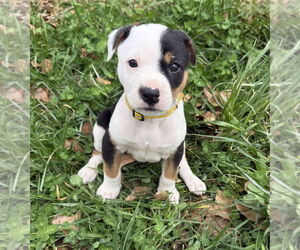 Australian Shepherd-Unknown Mix Dogs for adoption in OKLAHOMA CITY, OK, USA