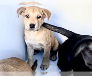 Labrador Retriever-Unknown Mix Dogs for adoption in Houston, TX, USA