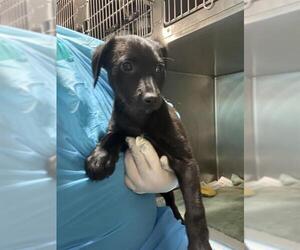 Labrador Retriever-Unknown Mix Dogs for adoption in Bakersfield, CA, USA