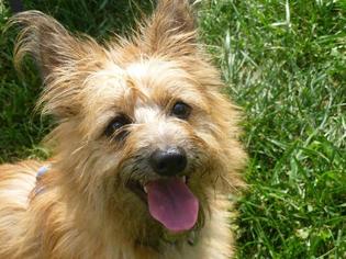 Australian Terrier Dogs for adoption in Lawrenceville, NJ, USA