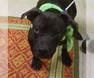 American Pit Bull Terrier-Unknown Mix Dogs for adoption in Madison, IN, USA