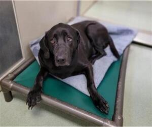 Labrador Retriever Dogs for adoption in Placerville, CA, USA