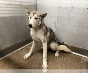 Siberian Husky Dogs for adoption in San Bernardino, CA, USA