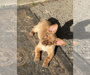 Pembroke Welsh Corgi-Unknown Mix Dogs for adoption in San Jose, CA, USA