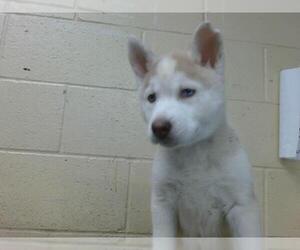 Siberian Husky-Unknown Mix Dogs for adoption in Downey, CA, USA