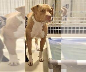 American Pit Bull Terrier Dogs for adoption in Bakersfield, CA, USA