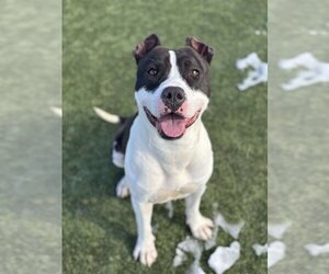 American Staffordshire Terrier-Unknown Mix Dogs for adoption in Godfrey, IL, USA