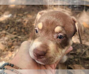 American Pit Bull Terrier-Unknown Mix Dogs for adoption in Princeton, MN, USA