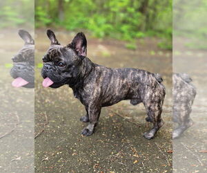 French Bulldog Dogs for adoption in Westminster, MA, USA