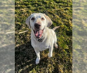 Labrador Retriever Dogs for adoption in Ogden, UT, USA