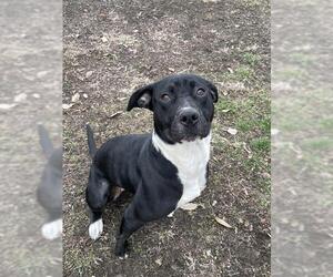 American Pit Bull Terrier Dogs for adoption in Lee's Summit, MO, USA