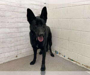 German Shepherd Dog Dogs for adoption in San Bernardino, CA, USA