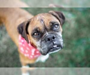 Boxer Dogs for adoption in Oceanside, CA, USA