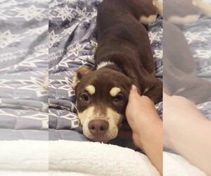 Beagle-Unknown Mix Dogs for adoption in Arlington, VA, USA