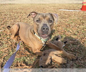 American Pit Bull Terrier-Unknown Mix Dogs for adoption in Millersville, MD, USA
