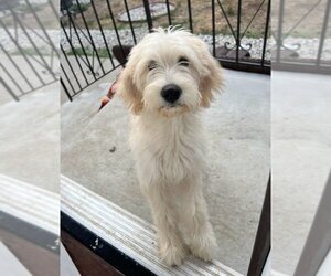 Goldendoodle Dogs for adoption in Pacifica, CA, USA