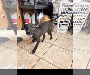 American Staffordshire Terrier-Unknown Mix Dogs for adoption in Tracy City, TN, USA