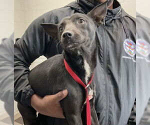 Chihuahua Dogs for adoption in San Bernardino, CA, USA